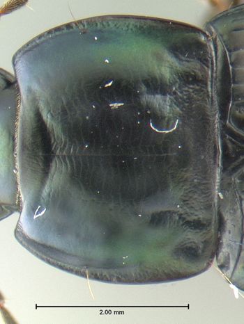 Media type: image;   Entomology 600332 Aspect: pronotum dorsal